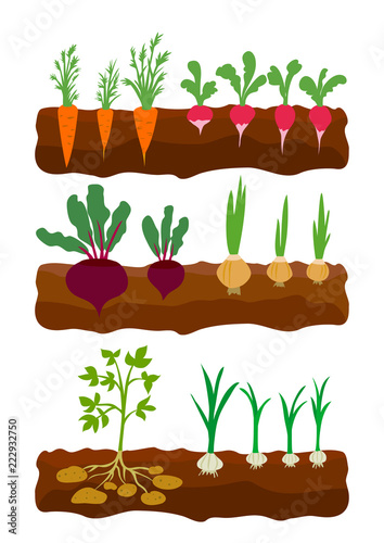 vegetables growing in the ground