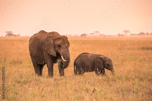 Parent African Elephant with his young baby Elephant in the savannah of Serengeti at sunset. Acacia trees on the plains in Serengeti National Park, Tanzania. Wildlife Safari trip in  Africa. © Simon Dannhauer