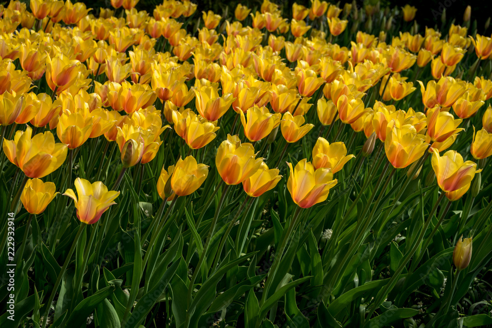 Netherlands,Lisse, a close up of a flower Netherlands,Lisse, a close up of a flower