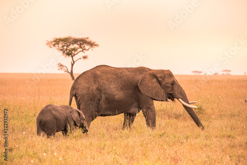 Canvas Print African Elephant Family with young baby Elephant in the savannah at sunset