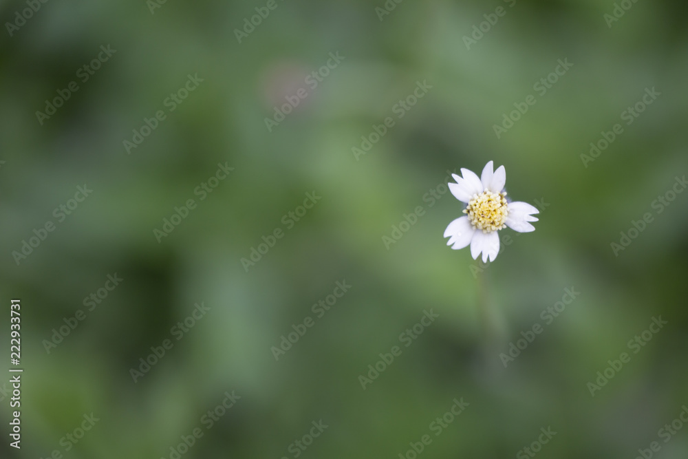 Flower grass in nature with blurred background. Flower grass in nature with blurred background.