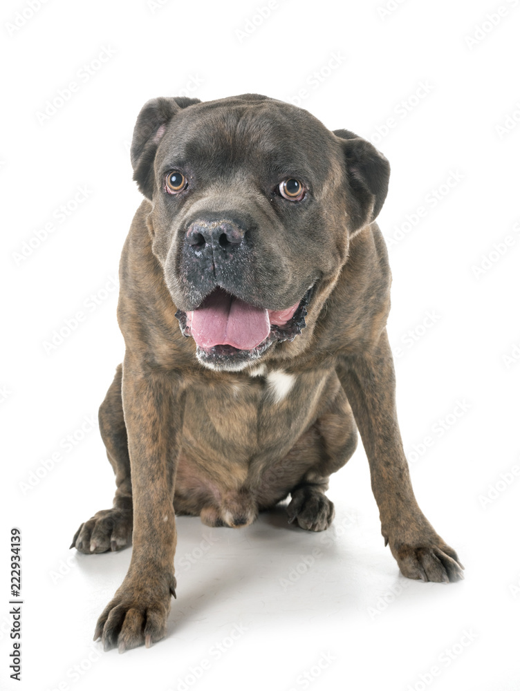 Fototapeta premium italian mastiff in studio