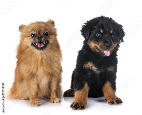 puppy rottweiler and spitz © cynoclub