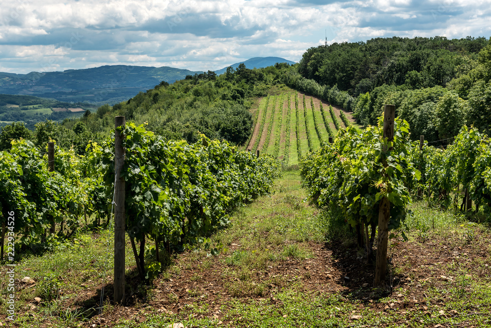 Serbian rural Landscape with vineyards and hills