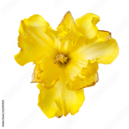 Fototapeta Naklejka Na Ścianę i Meble -  Double terry flower of yellow narcissus isolated on white background.