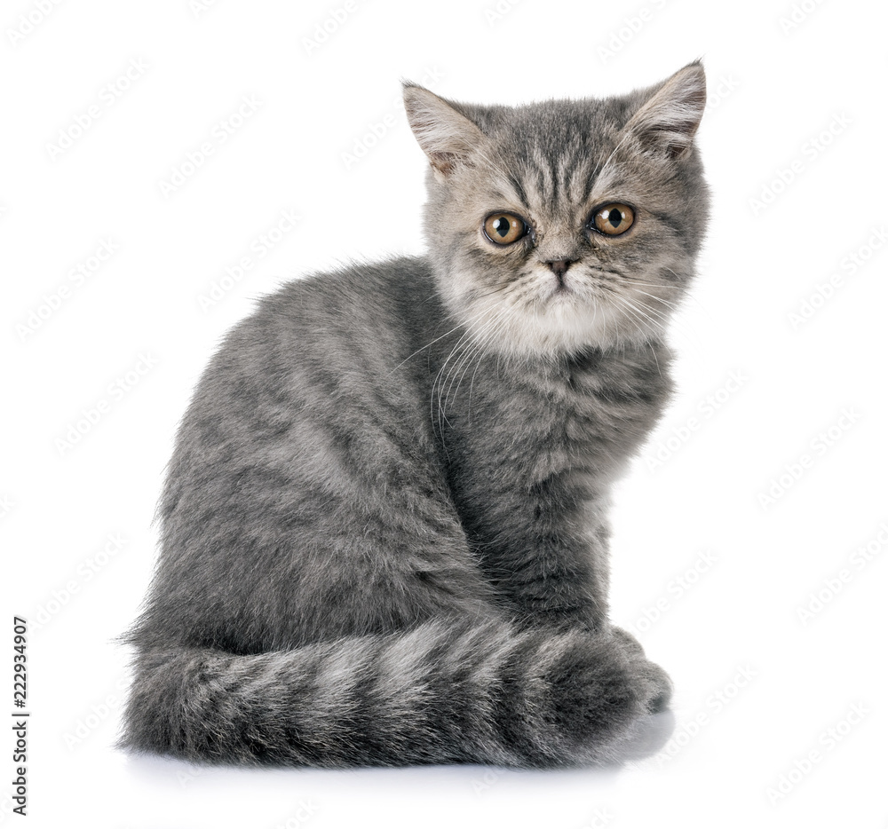 exotic shorthair kitten exotic shorthair kitten