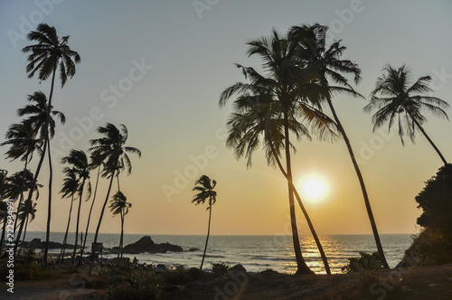 Palms on the sunset in Goa