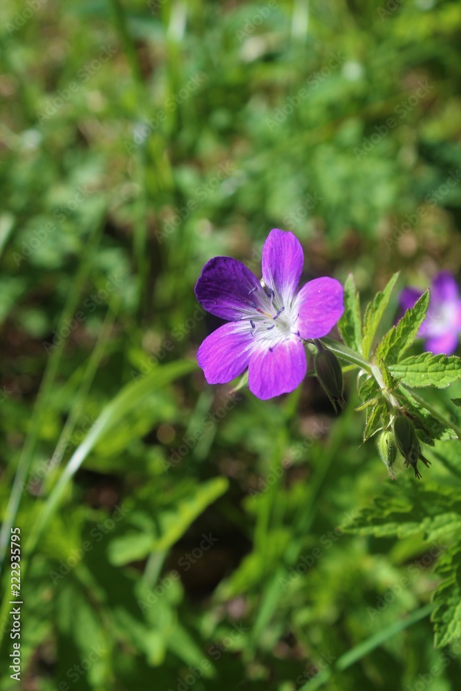 Fiore di campo