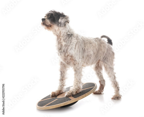 Картината върху платно old tibetan terrier