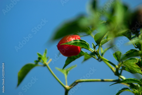 piment cabris photo