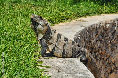 Iguana takes a sun bath in Mexico