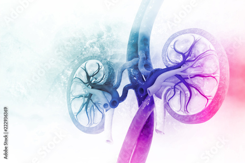 Human kidney cross section photo