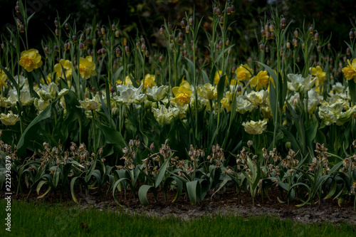 Netherlands Lisse  a close up of a flower garden