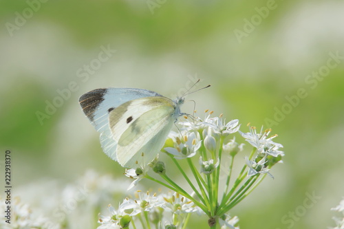 モンシロチョウ　Small white