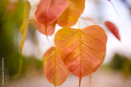 the heart -shaped leaves