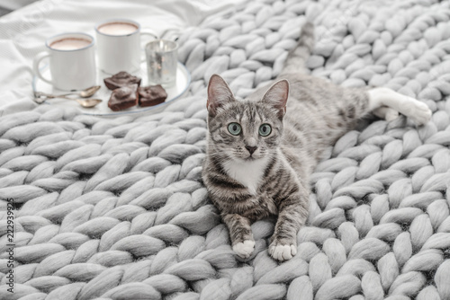 Breakfast in bed and grey cute cat