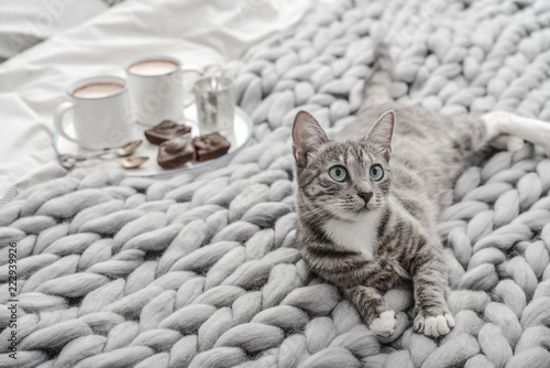 Breakfast in bed and grey cute cat photo