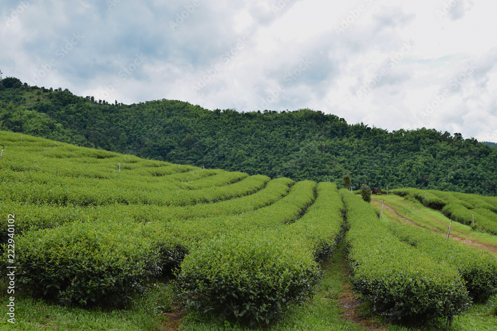 Green tea plantation Agriculture Landscape Nature Background Northern Thailand