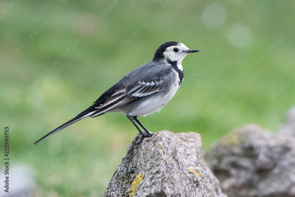 White Wagtail, Pied Wagtails, Wagtails, Motacilla alba White Wagtail, Pied Wagtails, Wagtails, Motacilla alba