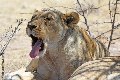 Fototapeta Naklejka Na Ścianę i Meble -  Löwin (panthera leo) beim Gähnen im Etosha Nationalpark (Namibia)