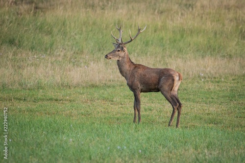 Portrait male Red Deer  cervus elaphus 