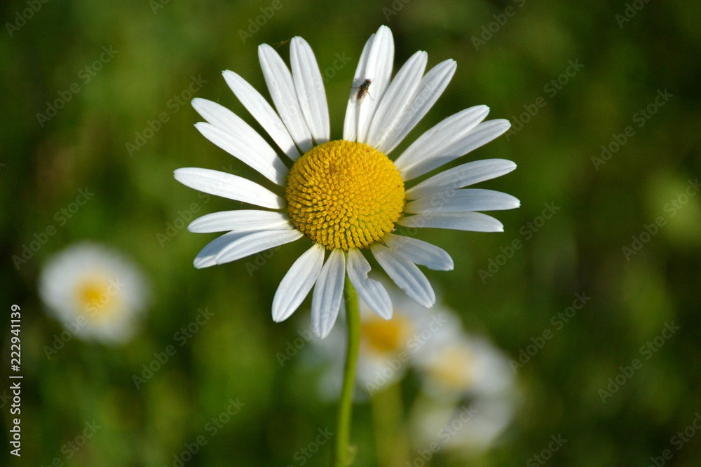 Fototapeta premium daisies and field herbs