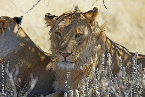 Fototapeta Naklejka Na Ścianę i Meble -  junger Löwe (panthera leo) im Etosha Nationalpark in Namibia