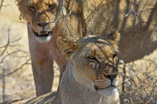 Fototapeta Naklejka Na Ścianę i Meble -  Löwin (Panthera leo) bei der Mittagsruhe im Etosha Nationalpark (Namibia)