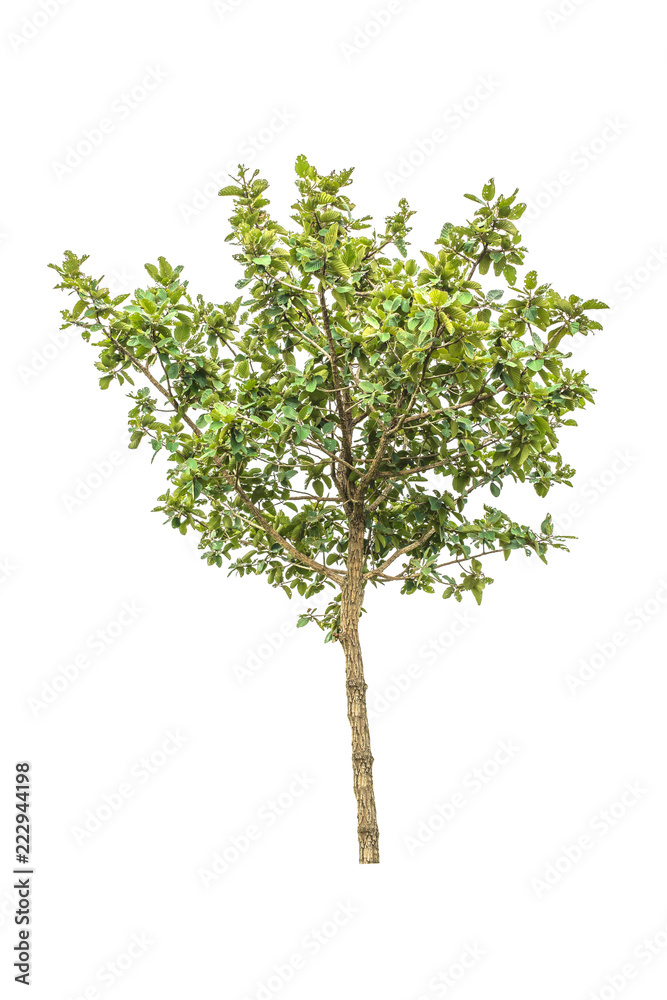 Big tree on white background. Big tree on white background.