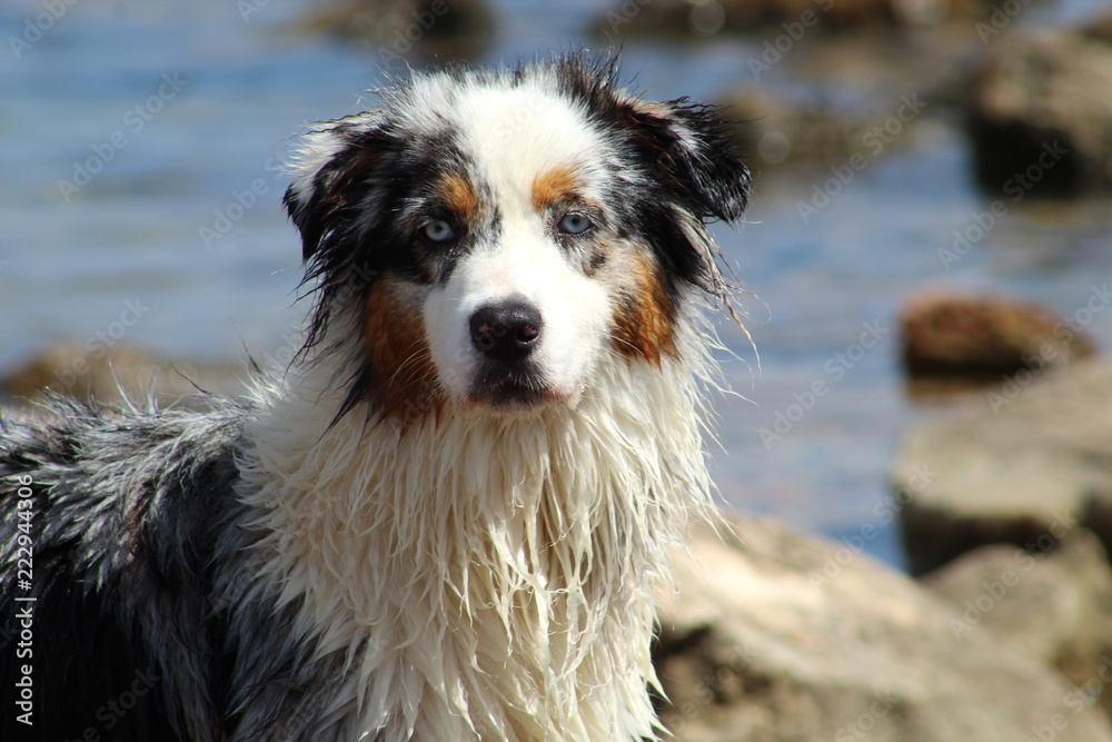 Sheep dog with clear blue eyes playing on the beach and in the sea