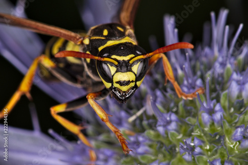 Is was? Eine Wespe schaut erstaunt, wer sie da beim Nektarschlürfen stört. © csantelmann