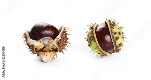 Wild chestnuts isolated on white background