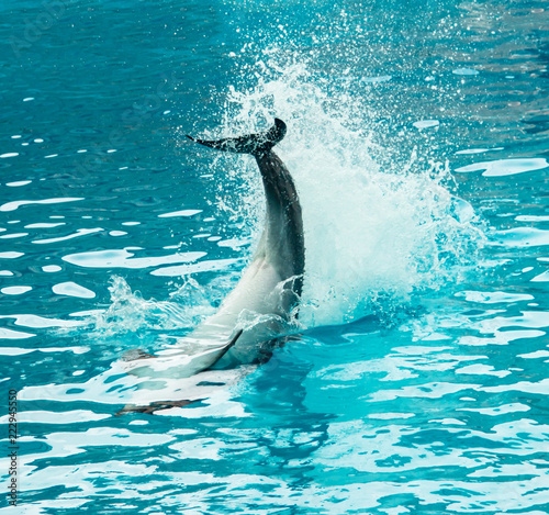 tail of a dolphin in water with a spray © studybos