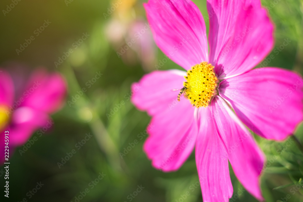 Obraz premium Pink cosmos flower with insect full bloom in field with sunlight background. Selective focus.