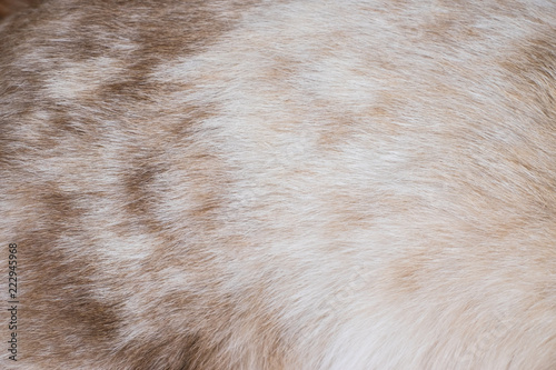 Natural brown cat fur texture background.