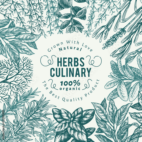 Culinary herbs and spices banner template. Vector background for design menu, packaging, recipes, label, farm market products. Hand drawn vintage botanical illustration.