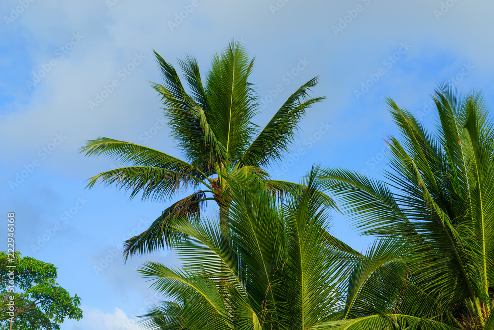 Green Tropical Coconut Palm Trees at Tropical Coast
