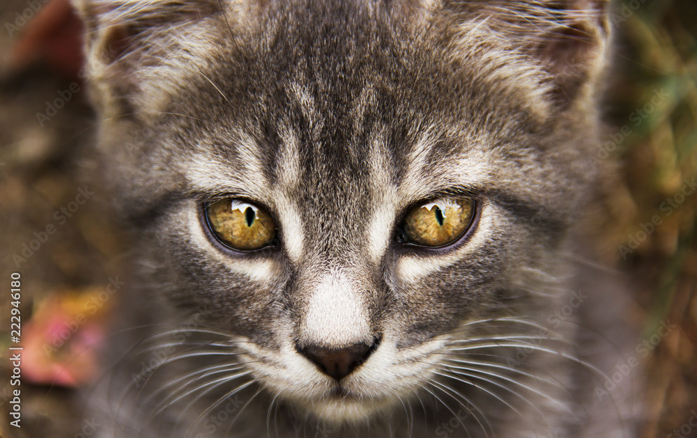 Young gray cat with beautiful eyes. Gray cat with yellow eyes. Cat's eyes Young gray cat with beautiful eyes. Gray cat with yellow eyes. Cat's eyes