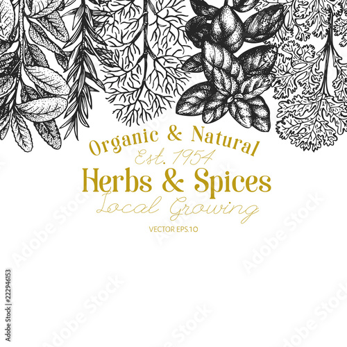 Culinary herbs and spices banner template. Vector background for design menu, packaging, recipes, label, farm market products. Hand drawn vintage botanical illustration.