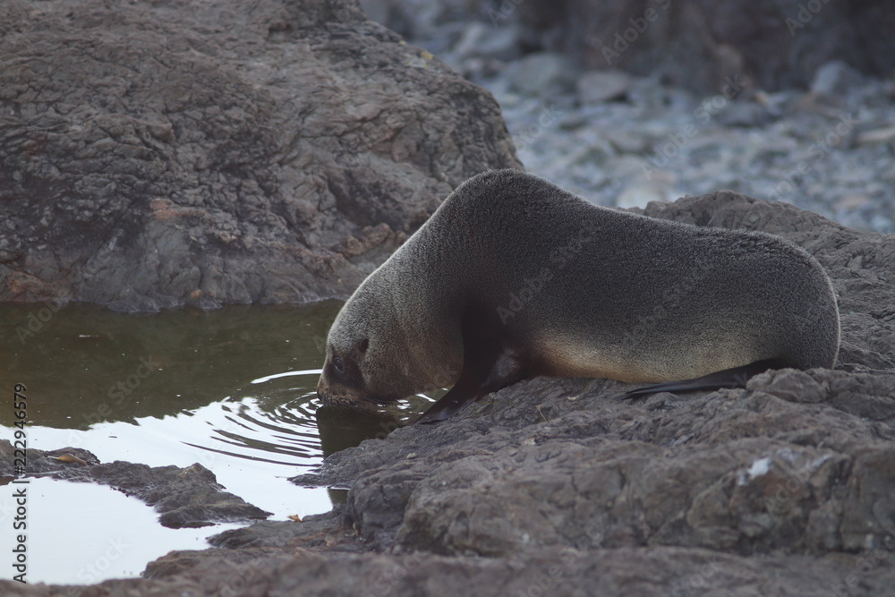 Fototapeta premium Cute seal pup drinking water