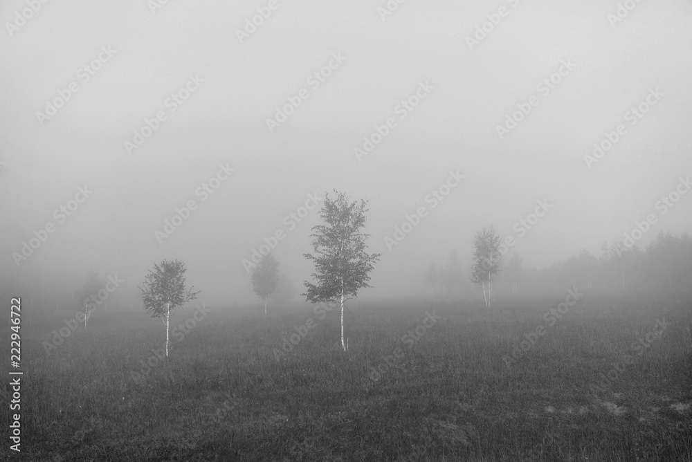 A misty morning in the forest. Birches in the fog. Monochrome landscape A misty morning in the forest. Birches in the fog. Monochrome landscape