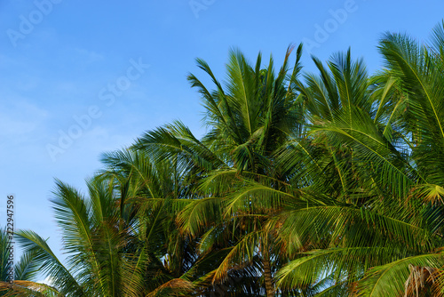 Green Tropical Coconut Palm Trees at Tropical Coast