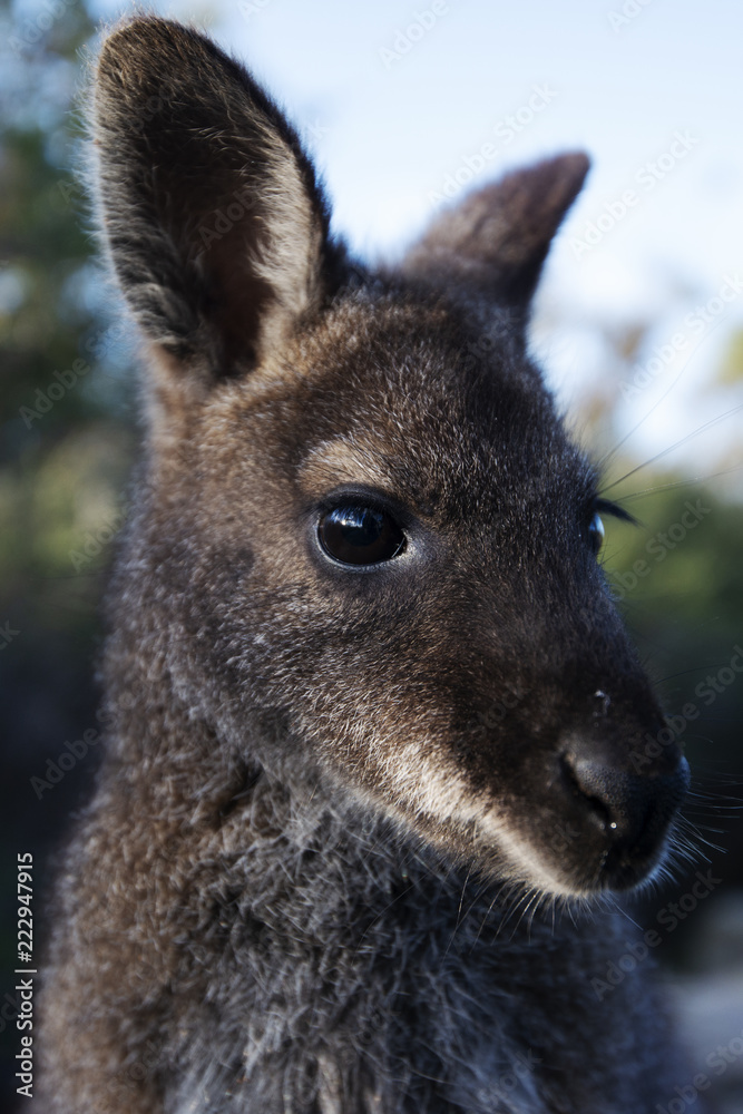 Australian bush wallaby outside during the day.