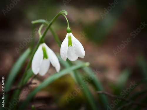 Galanthus nivalis-crocus-white snowdrops 