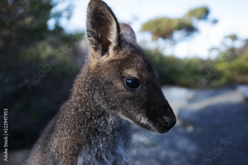 Australian bush wallaby outside during the day.