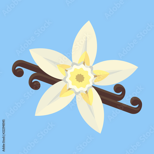 Vanilla flower with stitch and leaves. Spice for baking, pastry, cakes, for culinary products. Flat vector cartoon illustration. Objects isolated on white background.