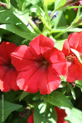 red hibiscus in garden