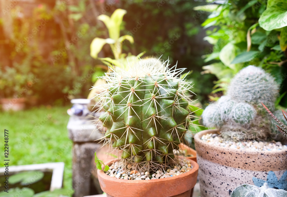 Cactus in pot, succulents or cactus.