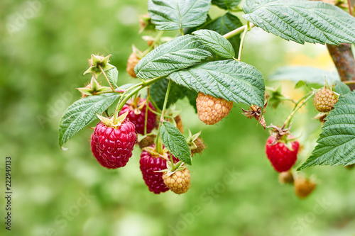 Ripe  raspberries on branch of raspberry bush in the garden on blurred green summer background  copy space  closeup