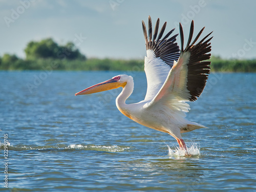 Wild Pelicans in The Danube Delta in Tulcea, Romania
